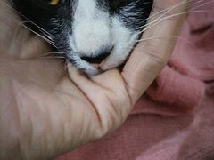 -宠颐生宠物医院外科·内科·皮肤科·影像科(石龙店)