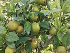 -尚果生态采摘园