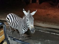 -清迈夜间动物园