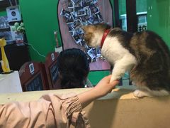 -李小姐の猫咖啡馆(五角场店)