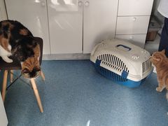 -荣耀金沙动物医院(清江西路店)