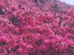 -木兰云雾山