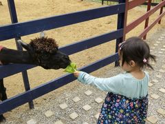 -合肥滨湖国家森林公园