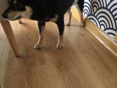 -柴犬小屋·柴餐厅·狗咖食堂(金鼎广场店)