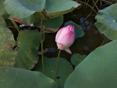 -飞来湖湿地公园