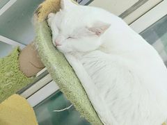 -鼓捣猫呢主题猫咖店