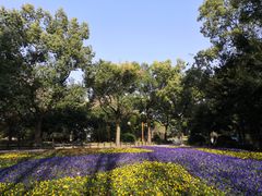 -上海共青森林公园