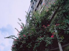 -九叔鸡饭(升平街店)