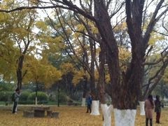 iphone_upload_pic-山东大学(趵突泉校区)