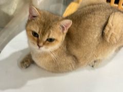 -楼上猫咖(罗湖店)