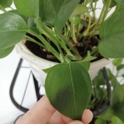 点击看大图 -广州健丽·去眼袋医疗美容机构