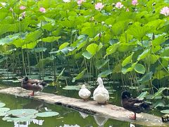 -莲花池公园