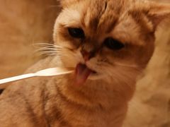-猫猫幼稚园·撸猫·桌游·电玩