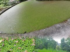 -成都市活水公园