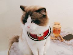 -喵喵咪呀布偶猫咖(春熙路店)