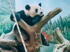 -武汉动物园