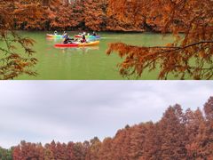 -上海海湾国家森林公园