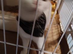 -猫色咖啡·猫咖