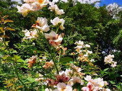 -人民公园(罗湖区)