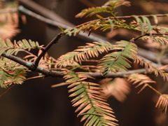 -桤木河湿地公园