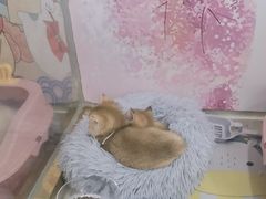 -糯米喵星人总部直营旗舰店·猫舍·幼猫出售