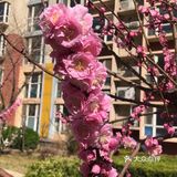 好想去公园看看花看看草