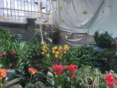 -桂林市花鸟市场