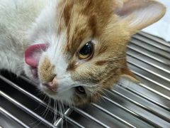 -乖乖宠物医院·猫科·急重症中心(车站北路分院)