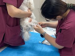-美联众合爱康动物医院•复杂内科•肿瘤科•牙科•腔镜诊疗中心