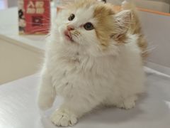 -三花喵·撸猫购宠·宠物生活馆(虹桥南丰城店)