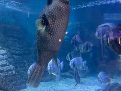 -烟台海昌鲸鲨海洋公园