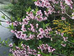 -桃花岛景观公园