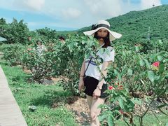 -亚龙湾国际玫瑰谷