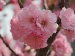 -天适樱花悠乐园