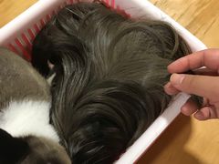 -藦茜花园宠物主题亲子互动体验馆(国顺东路店)