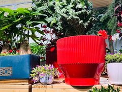 -南汇花鸟市场(上海浦东新花卉店)