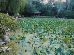 -莲湖公园