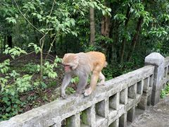 -黔灵山公园