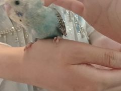 -吉丁鸟咖·异宠·寄养