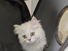 -瑞派福兴宠物医院犬猫全科·骨科·中西医结合(河东店)