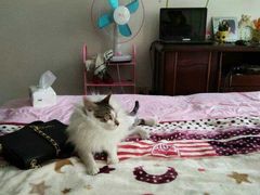 -骐奇宠物诊疗中心(南亭公路店)