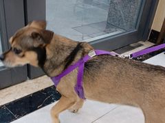 -瑞鹏宠物医院犬猫全科(真大分院)