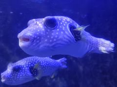 -太平洋海底世界