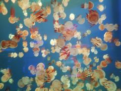 -左海海底世界