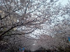-高东镇樱花园