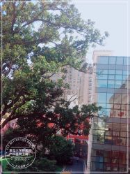 -复旦大学附属妇产科医院(黄浦院区)