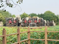 -微山湖红荷湿地景区