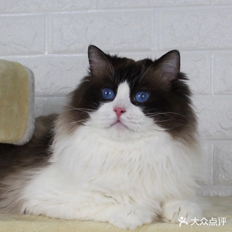 山猫绝对不是传统线，但是好多山猫却是传统型