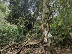 -广西壮族自治区药用植物园