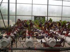 景点-观光南瓜园